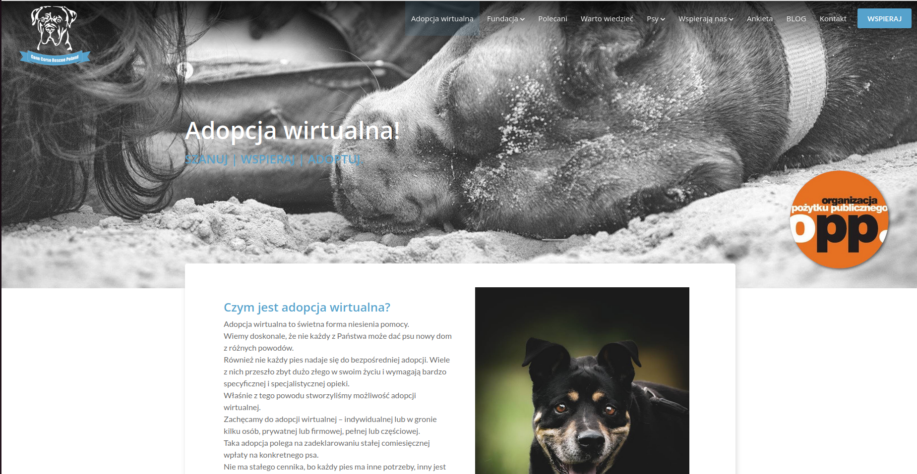 CaneCorsoAdoptions.pl - WWW